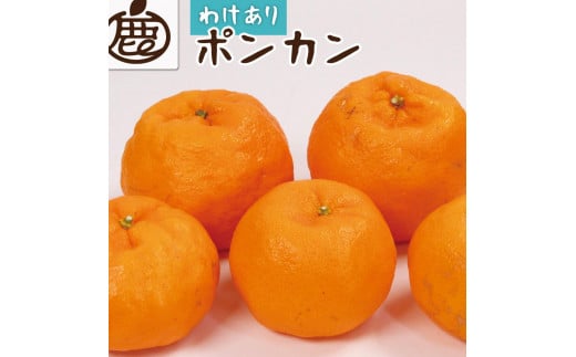 【 家庭用 】 ポンカン 約2kg+60g（傷み補償分）【訳あり・わけあり】【光センサー選別】【2025年1月下旬～2025年2月末日頃 順次発送予定】【IKE22】 1415639 - 和歌山県かつらぎ町