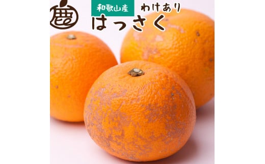 【 家庭用 】  はっさく 約6.5kg+195g（傷み補償分）【八朔みかん・ハッサク】【わけあり・訳あり】【2025年1月上旬～2025年3月末日頃 順次発送予定】【IKE29】 1415615 - 和歌山県かつらぎ町