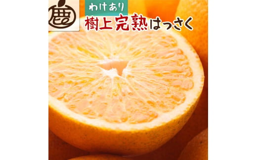 [ 家庭用 ] 樹上完熟はっさく約3kg+90g(傷み補償分)[八朔][わけあり・訳あり][さつき・木成][2025年4月初旬〜2025年5月末日頃 順次発送予定][IKE34]