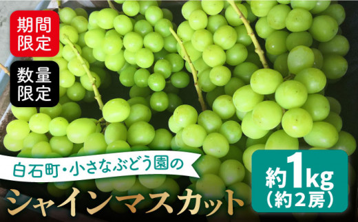 【期間限定・数量限定！】小さなぶどう園のこだわりシャインマスカット 約1kg（約2房）【かわさき葡萄園】 [IBF001] 272184 - 佐賀県白石町