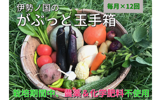 伊勢ノ国のがぶっと野菜玉手箱　：　月1回定期便（大人4人1週間分）12回【12-31】 1416831 - 三重県松阪市