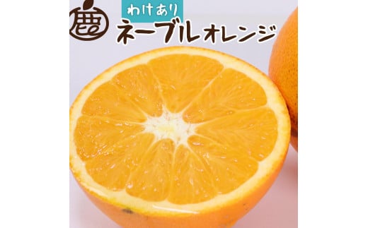 【 家庭用 】 ネーブルオレンジ約5kg+150g（傷み補償分）【訳あり・わけあり】【光センサー選別】【2025年2月初旬～2025年2月末日頃 順次発送予定】【IKE42】 1415647 - 和歌山県かつらぎ町