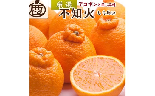 厳選 不知火 約1.7kg+51g（傷み補償分）【人気の春みかん】【2025年2月初旬～2025年3月末日頃 順次発送予定】【IKE48】 1415609 - 和歌山県かつらぎ町