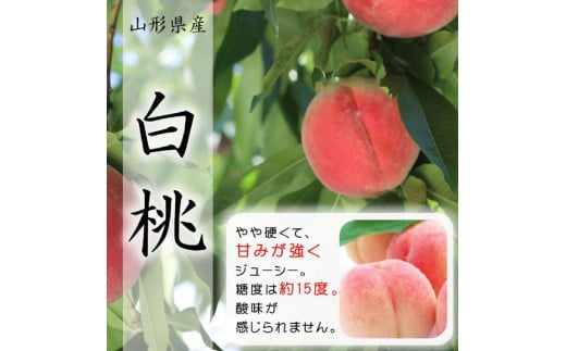 [先行受付]令和7年8月発送開始 中山町 至高のフルーツ!中山町極上のフルーツ定期便 全3回