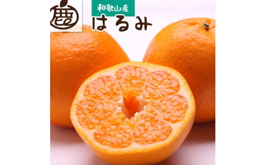 厳選 はるみ約3kg+90g(傷み補償分)[不知火の姉妹品種・新食感春みかん][2025年2月初旬〜2025年3月末日頃 順次発送予定][IKE44]