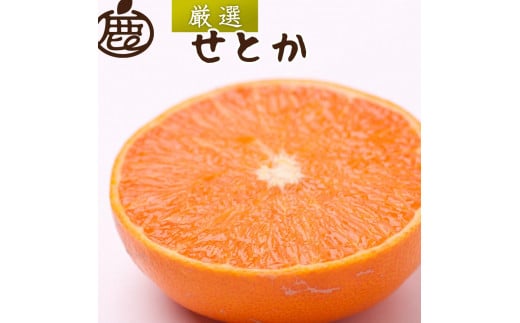 厳選 せとか約3kg+90g（傷み補償分）【柑橘・春みかんの王様】【光センサー選別】【2025年2月初旬～2025年4月中旬頃 順次発送予定】【IKE61】 1415605 - 和歌山県かつらぎ町