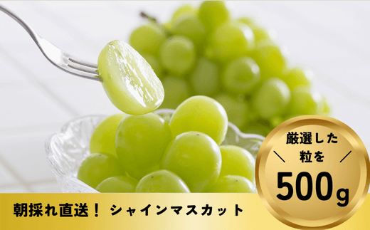 [No.5657-4020]パリッじゅわ～！高貴な香りのシャインマスカット  粒 約500g (約30～40粒) 《なかむら果実園》■2024年発送■※9月上旬頃～10月下旬頃まで順次発送予定 1422051 - 長野県須坂市