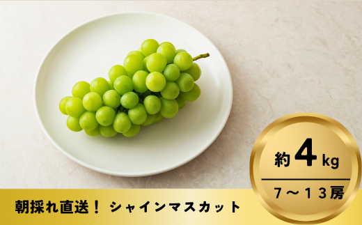 [No.5657-4022]パリッじゅわ～！高貴な香りのシャインマスカット 約4kg (7～13房)《なかむら果実園》■2024年発送■※9月上旬頃～10月下旬頃まで順次発送予定 1422053 - 長野県須坂市