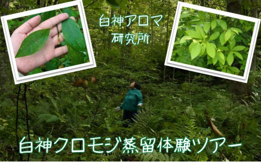 【白神アロマ研究所】5名様まで参加可能！白神クロモジ蒸留体験ツアー（昼食付） 2129423 - 青森県鰺ヶ沢町