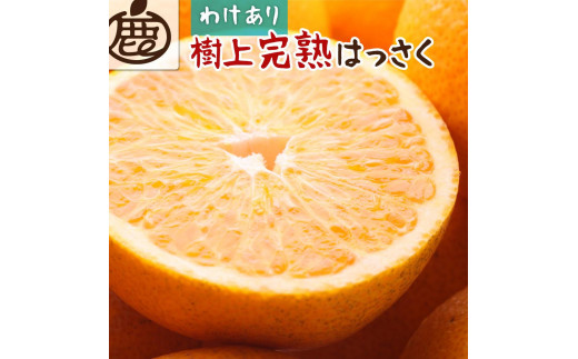 【 家庭用 】 樹上完熟はっさく約5kg+150g（傷み補償分）【八朔】【わけあり・訳あり】【さつき・木成】【2025年4月初旬～2025年5月末日頃 順次発送予定】【IKE35】 1415628 - 和歌山県かつらぎ町