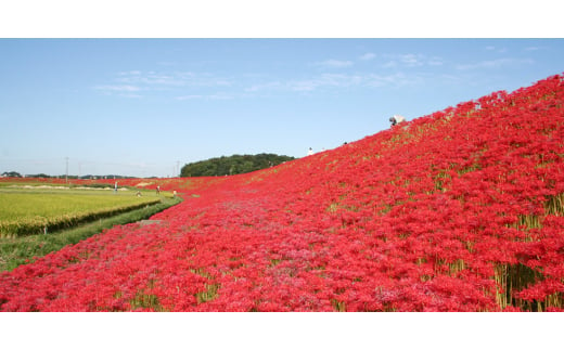 アイテムID:410940の画像5枚目