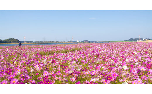 福岡県水巻町のふるさと納税 ＜贈答用＞＜福岡名物　酢もつ付き＞国産牛もつ鍋セット(3～4人前・醤油味)【1130179】