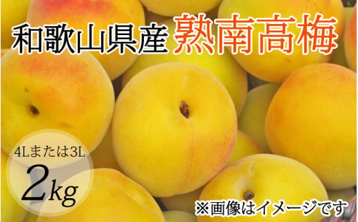 【梅干・梅酒用】（4Lまたは3L－2Kg）熟南高梅＜2025年6月上旬～7月上旬ごろに順次発送予定＞【art006A】 763884 - 和歌山県古座川町