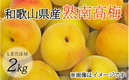 【梅干・梅酒用】（LまたはM－2Kg）熟南高梅＜2025年6月上旬～7月上旬ごろに順次発送予定＞【art012A】 763909 - 和歌山県串本町