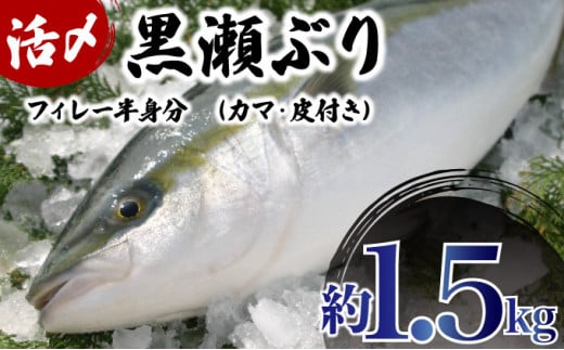 KRBF15 ＜2024年12月発送分＞活じめ！黒瀬ブリの生鮮ぶりフィレー（1.5kg前後） 1503403 - 宮崎県串間市