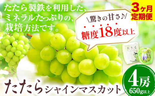 【令和7年度産先行予約】 【3回定期便】マスカット シャインマスカット 3~5房(約2kg)《8月下旬-10月下旬頃出荷》たたらみねらる ギフト 糖度18度以上 フルーツ 種無し ぶどう 葡 Y&G．ディストリビューター 岡山県 笠岡市 定期便