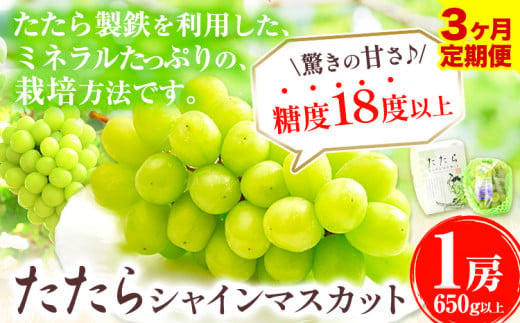 【令和7年度産先行予約】 【3回定期便】マスカット シャインマスカット 1房(約650g)《8月下旬-10月下旬頃出荷》たたらみねらる ギフト 糖度18度以上 フルーツ 種無し ぶどう 葡 Y&G．ディストリビューター 岡山県 笠岡市 定期便