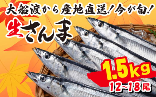 さんま 約1.5kg 12尾～18尾 冷蔵 鮮秋刀魚 期間限定 [発送:2024年9月下旬～2024年11月下旬] 三陸 岩手 大船渡市