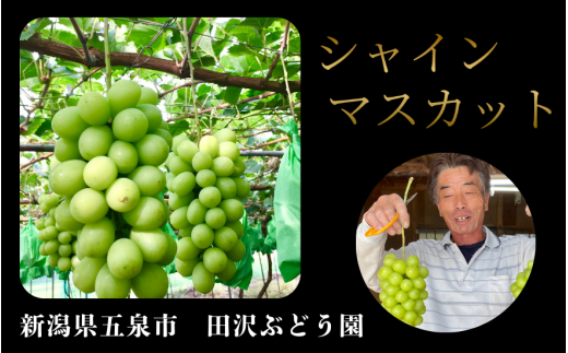 数量限定[令和6年9月中旬から順次発送]シャインマスカット 約2kg(3〜4房)