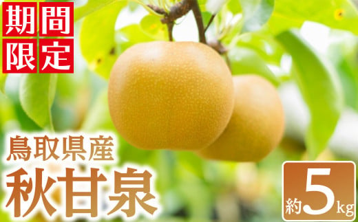 ＜数量限定＞＜9月中旬頃から順次発送予定＞鳥取県産 秋甘泉(約5kg)【sm-BZ003】【岡田商店】 1421383 - 鳥取県境港市