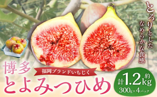 福岡県ブランドいちじく「博多とよみつひめ」4パック 無花果 イチジク 果物 くだもの フルーツ 【2024年8月下旬～10月下旬発送予定】