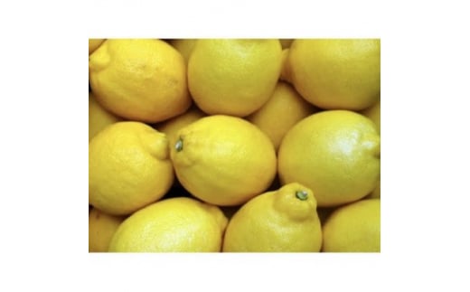 アトランティスファームの国産レモン 約3kg+300g (11月より順次発送予定)【1514143】 1416796 - 和歌山県橋本市
