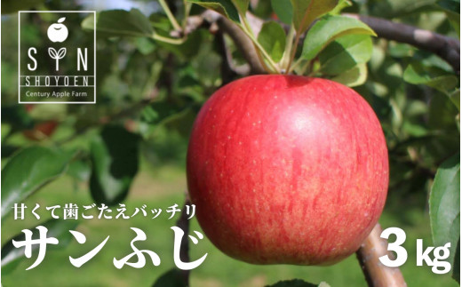 岩手県遠野市のふるさと納税 【先行予約】【ご贈答にも】 松陽園 樹上完熟 りんご サンふじ 3kg  岩手県遠野市 【2024年11月下旬ごろから発送予定】