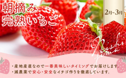 高知県南国市のふるさと納税 【10～1月受付／年5回お届け】季節のフルーツセット（2024年度受付）｜フルーツ 定期便 いちご フルーツトマト スイカ マンゴー メロン フルーツ 苺 旬 果物 くだもの 贈答 ギフト 人気 おすすめ 高知県 南国市