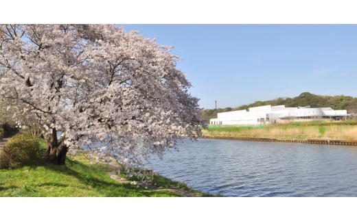 千葉県八千代市のふるさと納税 周郷梨園のやちよ100年梨家庭用(3kg)【1493890】