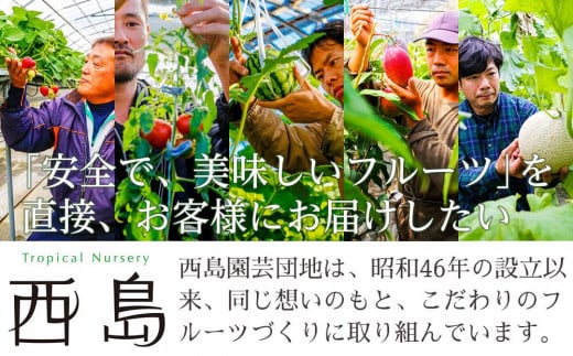 高知県南国市のふるさと納税 【10～1月受付／年4回お届け】季節のフルーツセット（2024年度受付）｜フルーツ 定期便 いちご スイカ マンゴー メロン フルーツ 苺 旬 果物 くだもの 贈答 ギフト 人気 おすすめ 高知県 南国市