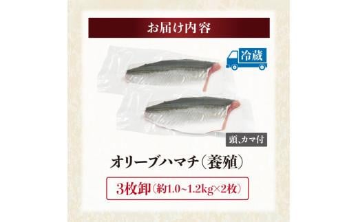 オリーブハマチ（養殖） フィーレ（3枚卸） - 香川県高松市｜ふるさとチョイス - ふるさと納税サイト