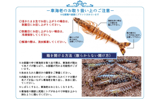 指定日必須】天草産 活車海老 600g(15~25尾入り)【発送期間 指定日必須】天草産 活車海老 600g(15~25尾入り)【発送期間