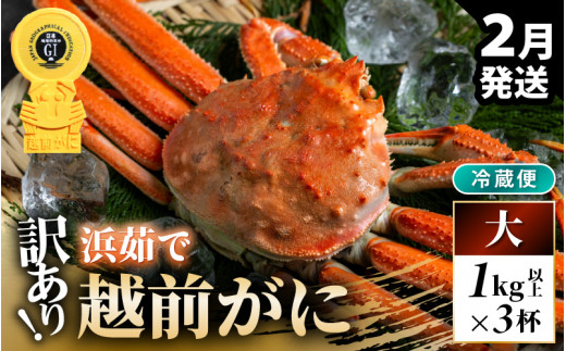 【先行予約】【冷蔵】越前がに 訳あり 足折れ 大 1.0kg以上（茹で前）×3杯【2026年2月上旬以降順次発送予定】 [m21-x008_02] 1439672 - 福井県美浜町