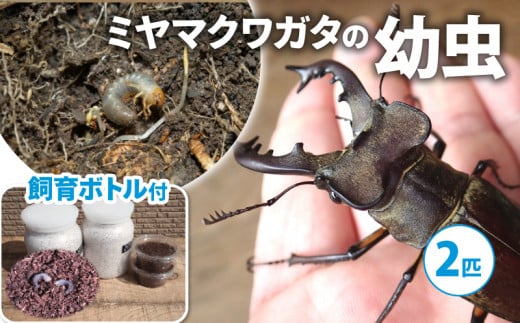 【配送期間：2025年1月下旬～4月上旬】ミヤマクワガタ（幼虫・2匹）飼育ボトル付 ( 飼育観察 ミヤマクワガタ 夏休み 自由研究 生き物 自然環境学習 プレゼント 贈り物 ギフト ) 1460384 - 京都府京都府庁