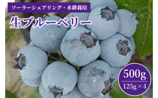 (生)ブルーベリー 500g 冷蔵 茨城県産 水耕栽培（AW001） 1418493 - 茨城県取手市