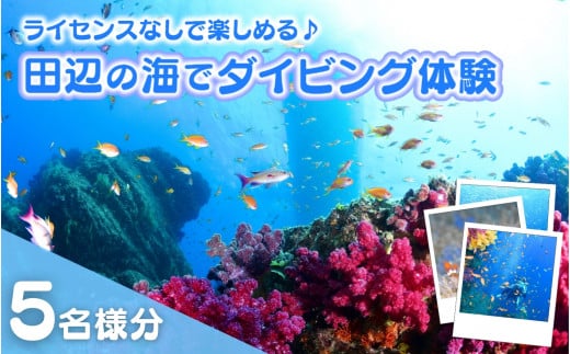 【和歌山 田辺・体験／1ボートダイビング】気軽に水中の世界を体験♪　5名様 / ダイビング スキューバダイビング ファンダイビング マリンスポーツ 体験 旅行 観光 レジャー アウトドア サンゴ 熱帯魚 水中 癒し 【tds002-5】 1432047 - 和歌山県田辺市