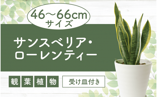 2025年4月上旬～発送【観葉植物】サンスベリア・ローレンティー 46cm～66cm(無加温生産の秋元/014-1678) 観葉植物 観葉 植物 サンスベリア サンセベリア インテリア おしゃれ ナチュラル 引越し 引っ越し 開店 育て方 マイナスイオン 癒し インテリアグリーン リゾート トロピカル 自宅 玄関 オフィス 事務所 屋内 室内 常緑 置物 空気清浄 風水 