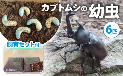 【配送期間：2025年1月下旬～4月上旬】カブトムシ(幼虫6匹) 飼育セット付き ( 飼育観察 カブトムシ 夏休み 自由研究 生き物 自然環境学習 プレゼント 贈り物 ギフト ) 1460382 - 京都府京都府庁