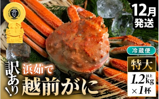 【先行予約】【冷蔵】越前がに 訳あり 足折れ 特大 1杯 1.2kg以上（茹で前）【2025年12月上旬以降順次発送予定】 [m21-x007_12]