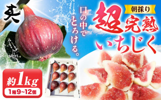 いちじく【2025年先行予約】朝採り 超完熟いちじく 約1kg 古大農園《2025年8月中旬-11月上旬に出荷予定(土日祝除く)》大阪府 羽曳野市 いちじく イチジク 無花果 フルーツ 果物 完熟 超完熟 送料無料 