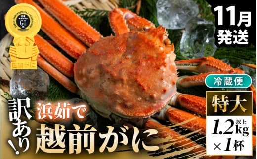 【先行予約】【冷蔵】越前がに 訳あり 足折れ 特大 1杯 1.2kg以上（茹で前）【2025年11月上旬以降順次発送予定】 [m21-x007_11] 1439680 - 福井県美浜町