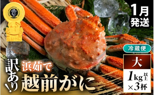 【先行予約】【冷蔵】越前がに 訳あり 足折れ 大 1.0kg以上（茹で前）×3杯【2026年1月上旬以降順次発送予定】 [m21-x008_01] 1439673 - 福井県美浜町