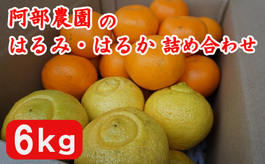 [春の調べ]阿部農園のはるみ・はるかの詰合 / みかん 柑橘類 はるみ はるか 詰め合わせ セット 先行予約 数量限定 フルーツ [112-015_5]