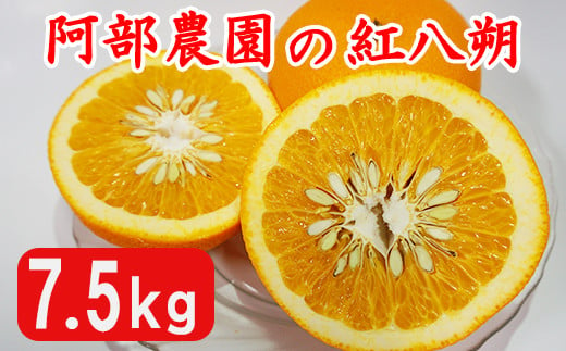 阿部農園の「紅八朔(べにはっさく) 約7.5kg」 / みかん 柑橘類 紅八朔 先行予約 数量限定 フルーツ [112-013_5]