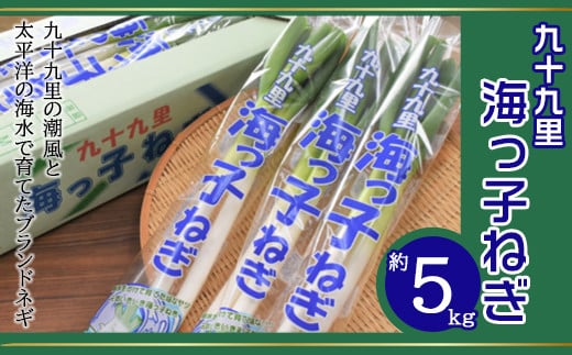 [先行受付2024年12月発送]九十九里の潮風と太平洋の海水で育てたブランドネギ 九十九里海っ子ねぎ 約5kg/ふるさと納税 ねぎ ネギ 葱 千葉県 山武市