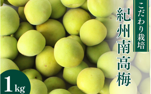 こだわり栽培の南高梅 1kg ※5月中旬～6月中旬頃に順次発送予定【期間限定・数量限定・2025/5/15まで】 / 紀州南高梅 南高梅 青梅 梅 お取り寄せ 和歌山県 田辺市【mtm014】 1422128 - 和歌山県田辺市