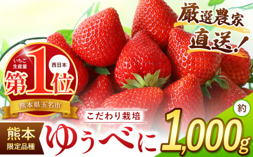 イチゴ 生産量 西 日本一 ‼ 厳選農家直送 いちご ゆうべに 約 1000g | フルーツ 果物 くだもの 苺 いちご 熊本県 玉名市