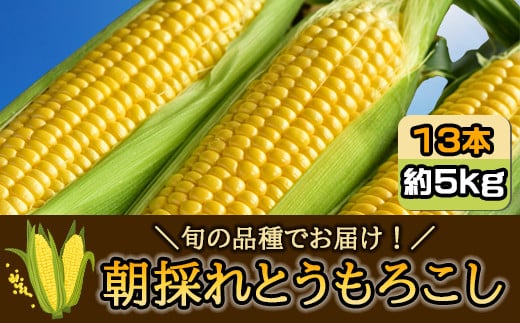 [先行受付2025年7月発送]朝採れとうもろこし 約5kg 13本 旬の品種でお届け!/ふるさと納税 とうもろこし トウモロコシ 朝採れ 千葉県 山武市