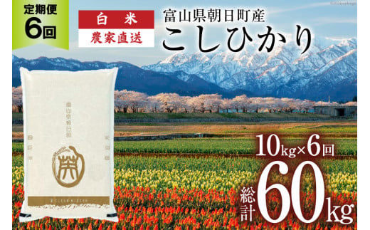 【6ヶ月定期便】米 こしひかり 精米 10kg 計 60kg [有限会社 クリーンみず穂 富山県 朝日町 34310351] お米 コシヒカリ コメ ご飯 ごはん 白米 農家 直送 一等米 1419186 - 富山県朝日町