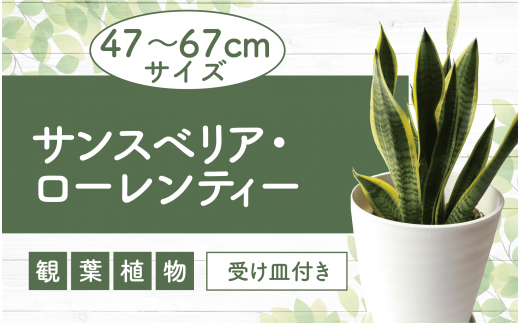 2025年4月上旬～発送【観葉植物】サンスベリア・ローレンティー 47cm～67cm(無加温生産の秋元/016-1679) 観葉植物 観葉 植物 サンスベリア サンセベリア インテリア おしゃれ ナチュラル 引越し 引っ越し 開店 育て方 マイナスイオン 癒し インテリアグリーン リゾート トロピカル 自宅 玄関 オフィス 事務所 屋内 室内 常緑 置物 空気清浄 風水 